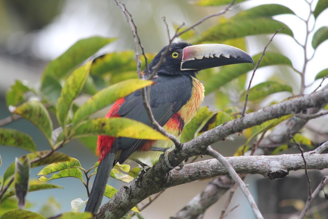 Nature Resort Bermudian Landing Eksteriør billede